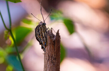 focus on a butterfly that lands on a dry moringa stem