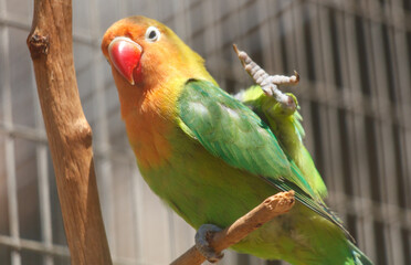 Portrait of a parrot in the zoo