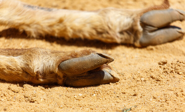 Close-up of the hooves of a sleeping animal on the sand