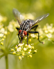 A fly on small yellow flowers. Macro