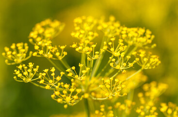 Obraz premium Yellow flowers on parsley in nature. Macro