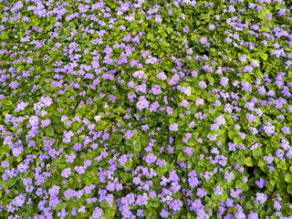 Small blue flowers on the field as a background