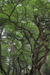 日本周遊　初秋の奥日光散策