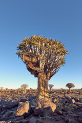 Quiver trees (Aloidendron dichotomum) in the rocky landscape of the Quiver Tree Forest,...