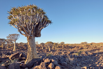 Quiver trees (Aloidendron dichotomum) in the rocky landscape of the Quiver Tree Forest,...