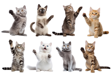 PNG cat waving hand design element set, transparent background