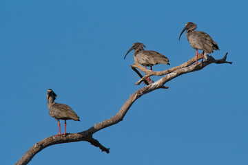 Plumbeous ibis,Theristicus caerulescens, Pantanal, Mato Grosso, Brazil.