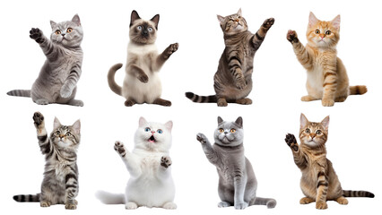 PNG cat waving hand design element set, transparent background