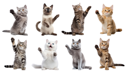 PNG cat waving hand design element set, transparent background