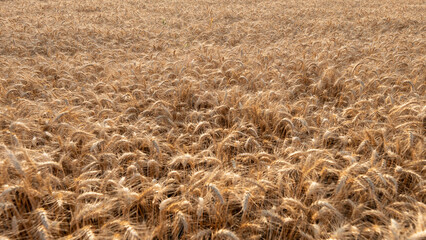 Grano 2024