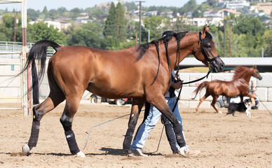 Arabian horse 