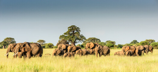 Panoramic photograph of a herd of African elephants (Loxodonta africana) in the savannah of...