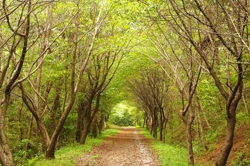 서산 팔봉산 옛날에 걷던 숲속길