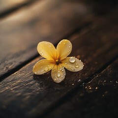 Yellow Flower with Dew Drops on Wooden Surface