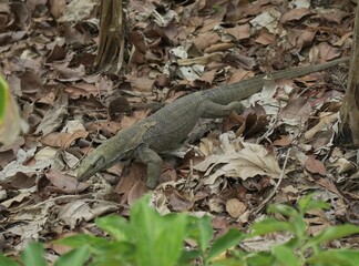 Komodo dragon