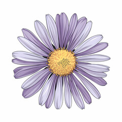 Obraz premium aster flower head isolated on white background