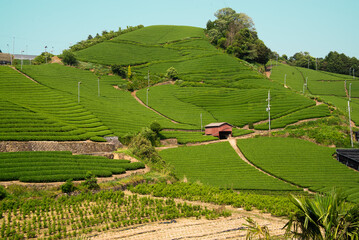 日本遺産　京都府指定遺産　石寺の茶畑