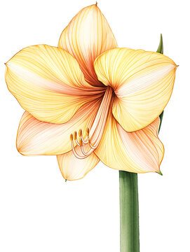 gelbe amaryllis