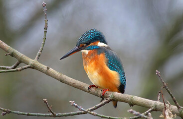 Eisvogel (Alcedo atthis)