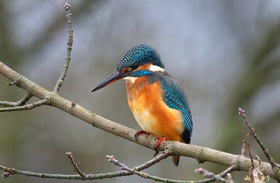 Eisvogel (Alcedo atthis)