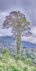 Portrait image of an overgrown large tree in the jungle of Thailand