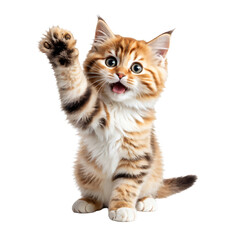 A cute cat giving high five isolated on transparent background, Adorable kitty gives high five