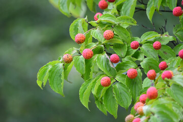 赤い実をつけたヤマボウシ