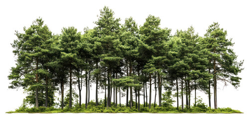 PNG Lush green forest trees nature