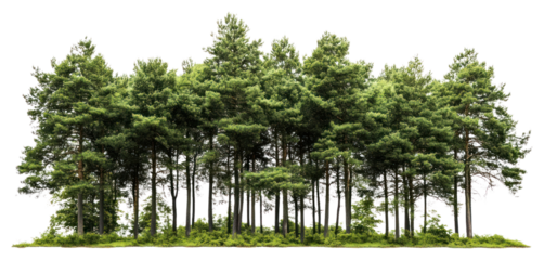 PNG Lush green forest trees nature