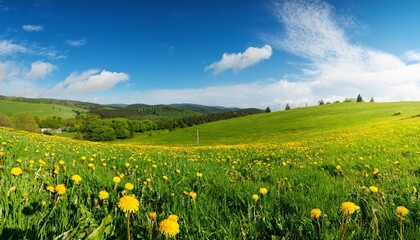 Fototapeta premium Green field with yellow dandelions and blue sky. Panoramic view to grass and flowers on the hill on sunny spring day