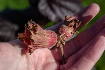 Purple hazel with hazelnuts, corylus maxima purpurea