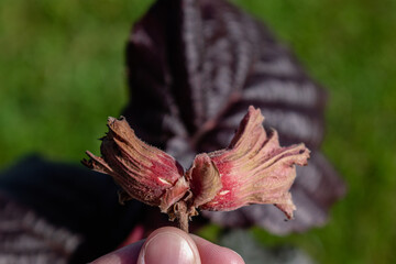 Purple hazel with hazelnuts, corylus maxima purpurea