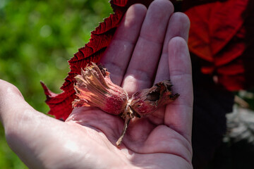 Purple hazel with hazelnuts, corylus maxima purpurea