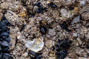 Tomato anemone in Brittany, cotes d'armor on a rock at low tide, red anemone, sea tomato or beadlet anemone, actinia equina