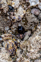 Tomato anemone in Brittany, cotes d'armor on a rock at low tide, red anemone, sea tomato or beadlet anemone, actinia equina