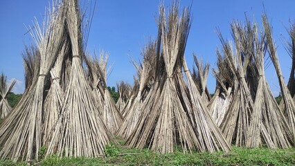 Close up of long sticks of Jute plants drying in sunlight, selective focusing