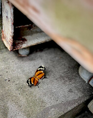 Butterfly on the ground