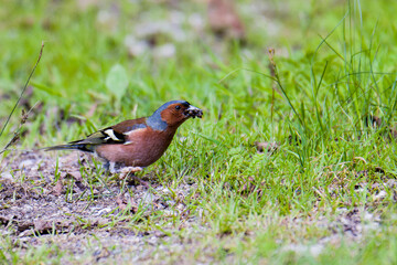 Buchfink Männchen  bei der Futtersuche