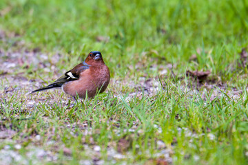 Buchfink Männchen  bei der Futtersuche