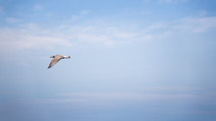 Obraz premium seagull gliding majestically through the fjords of Norway