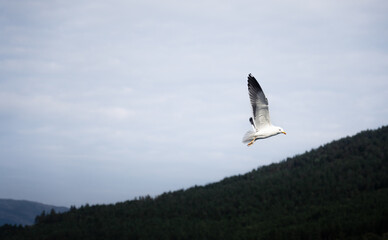 Obraz premium seagull gliding through the fjords of Norway