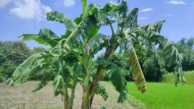 Bananas field are a group of varieties of banana with yellow skin. Some are smaller and plumper than the common Cavendish banana, others much larger.	