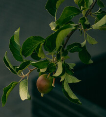 A green, unripe small apple hangs on the branches of an apple tree. Close-up of a delicious growing fruit.
