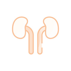 Kidneys vector icon