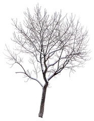 PNG Solitary tree in winter snow