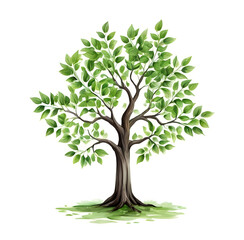 Fototapeta premium A tree with green leaves on a white background