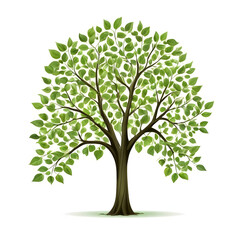 Fototapeta premium A tree with green leaves on a white background