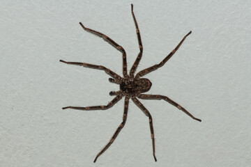 Flatties (Selenopidae), also called a wall crab spider, wall spider or crack spider