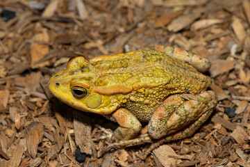 Obraz premium A beautiful Lemaire’s Toad (Sclerophrys lemairii) near the Barotse Floodplain, western Zambia