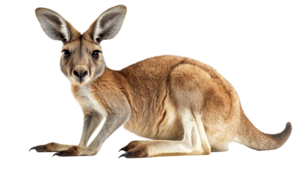 Kangaroo 